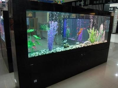 銀龍魚苗好養(yǎng)嗎怎么養(yǎng)的好看（銀龍魚苗好養(yǎng)嗎怎么養(yǎng)的好看呢）