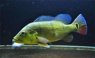 申古三間魚最佳飼養環境，申古三間魚的最佳飼養環境