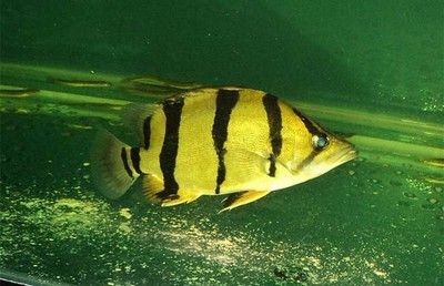 虎魚生活環境優化指南，虎魚適合生活的水溫范圍在18℃至22℃之間，虎魚飼養水質要求
