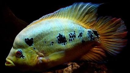 虎魚生活環境優化指南，虎魚適合生活的水溫范圍在18℃至22℃之間，虎魚飼養水質要求