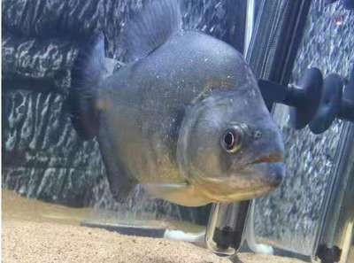 虎魚生活環境優化指南，虎魚適合生活的水溫范圍在18℃至22℃之間，虎魚飼養水質要求