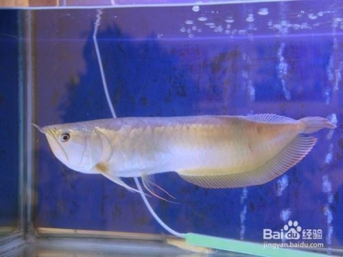 飼料 銀龍魚鱗上發(fā)白什么原因引起的(銀龍魚鱗上發(fā)白什么原因引起的呢) 銀龍魚百科 銀龍魚鱗上發(fā)白什么原因引起的(銀龍魚鱗上發(fā)白什么原因引起的呢) 銀龍魚鱗上發(fā)白什么原因引起的(銀龍魚鱗上發(fā)白什么原因引起的呢) 銀龍魚百科