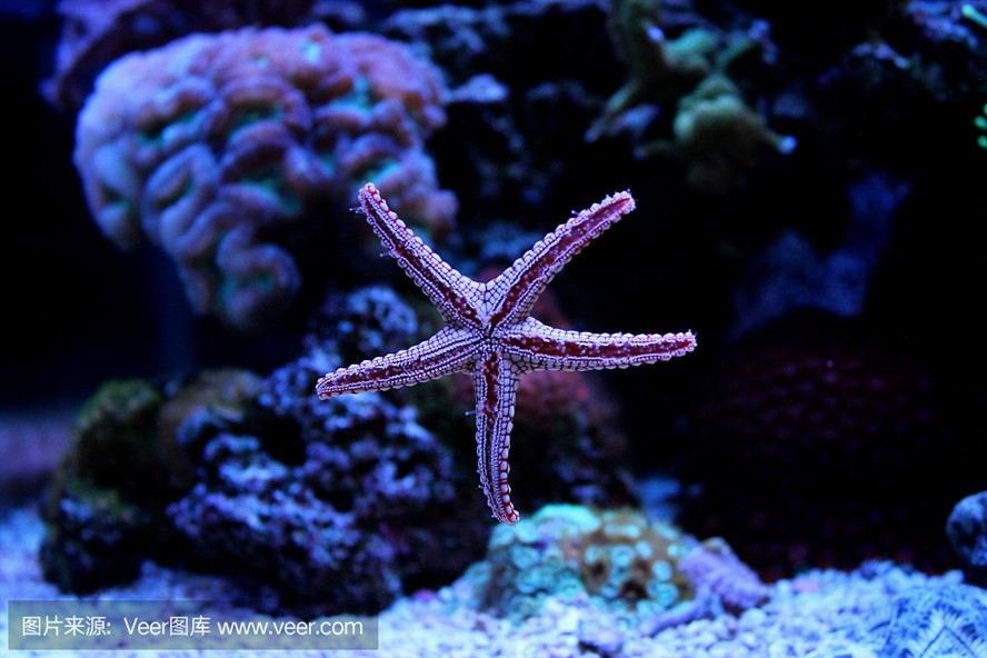 紅海魚缸養魚指南：紅海魚缸養魚指南：紅海魚缸養魚指南：根據搜索結果整理的紅海魚缸養魚指南