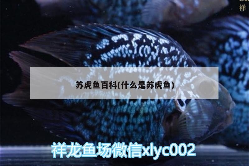 蘇虎魚百科(什么是蘇虎魚) 蘇虎魚百科(什么是蘇虎魚) 虎魚百科