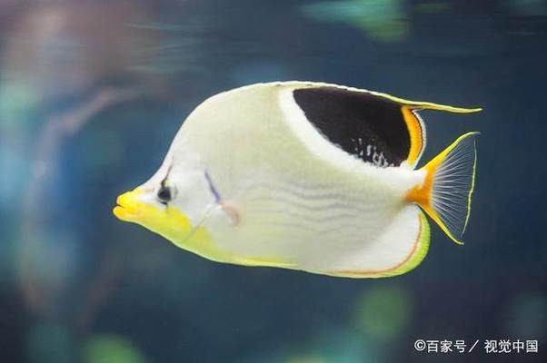 銀龍魚(yú)得了白點(diǎn)病怎么辦（銀龍魚(yú)得了白點(diǎn)病怎么辦啊）