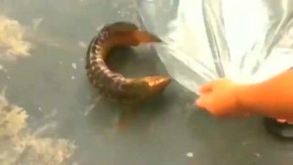 金龍魚三天不喂可以嗎