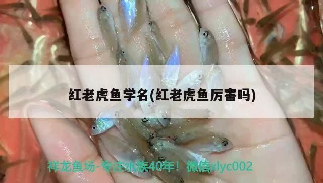 紅老虎魚的繁殖習性,紅老虎魚的繁殖習性顯示了它們的領地性和攻擊性和攻擊性