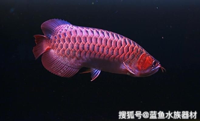 紅木魚缸架的選擇與養(yǎng)護(hù)：紅木家具與魚缸裝飾的搭配技巧紅木家具與魚缸的搭配技巧