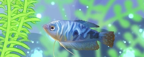 龍魚可以吃什么食物和水果