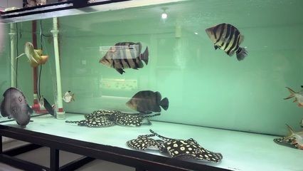 黑魚(yú)苗進(jìn)出口政策變動(dòng)分析，黑魚(yú)苗進(jìn)出口政策的變化