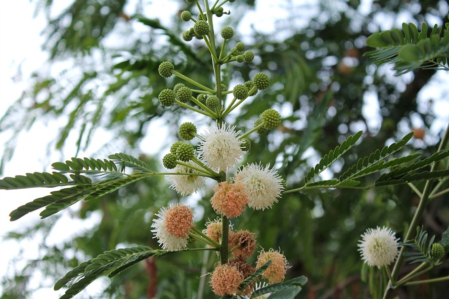 藍面虎皮天堂鳥（天空藍虎皮）