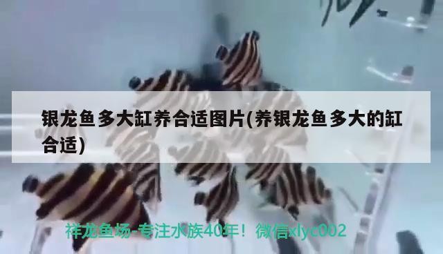 銀龍魚多大缸養(yǎng)合適圖片(養(yǎng)銀龍魚多大的缸合適)