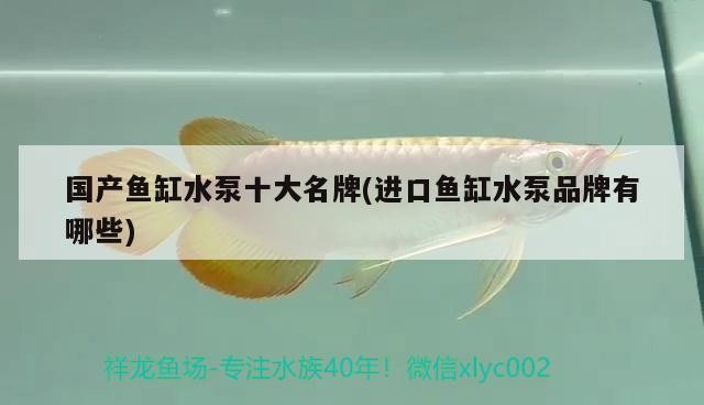 怎么能養好銀龍魚視頻教程（怎么能養好銀龍魚視頻教程全集）