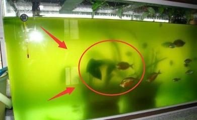 徹底清洗魚缸的方法視頻教學：徹底清洗魚缸的方法 徹底清洗魚缸的方法視頻教學：徹底清洗魚缸的方法 魚缸百科 第2張