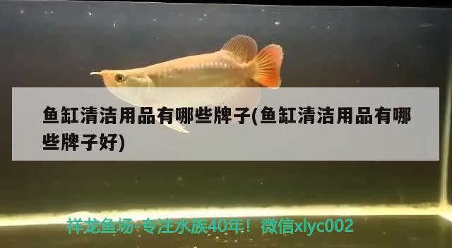 虎頭金魚與貓獅金魚的區別（虎頭金魚與貓獅金魚的區別是什么）
