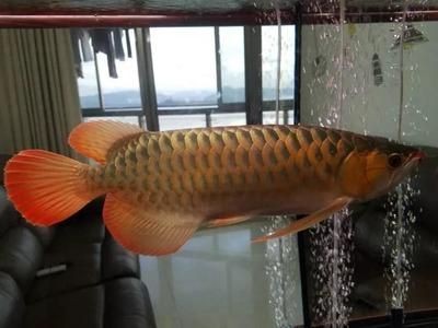 龍魚養(yǎng)單數還是雙數好一點