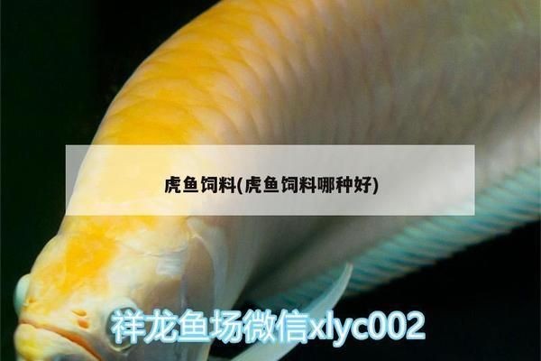 三紋虎魚冬季飼料選擇，三紋虎魚冬季飼料選擇指南，