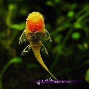 龍魚外傷恢復需要多長時間，如何判斷龍魚外傷恢復期間需要注意什么？