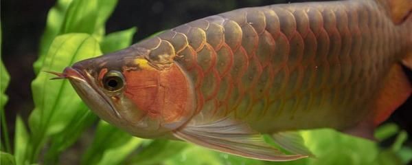 金龍魚虎魚混養水質管理，金龍魚和虎魚混養時水質管理是確保兩種魚類健康生長的關鍵因素
