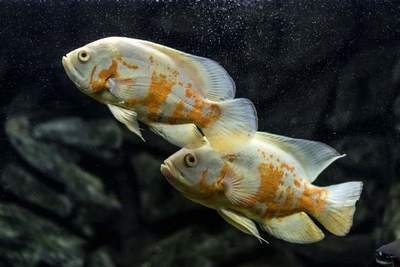 銀龍魚的喂養方法視頻（銀龍魚的喂養方法視頻教程）