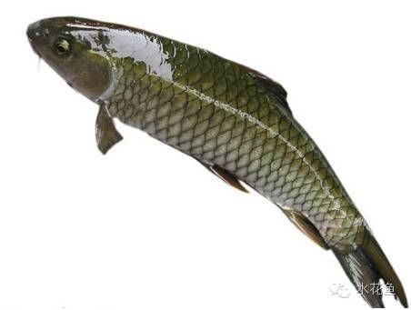 四紋虎魚營養不良癥狀，四紋虎魚營養不良的癥狀 四紋虎魚營養不良癥狀，四紋虎魚營養不良的癥狀 虎魚百科 第2張