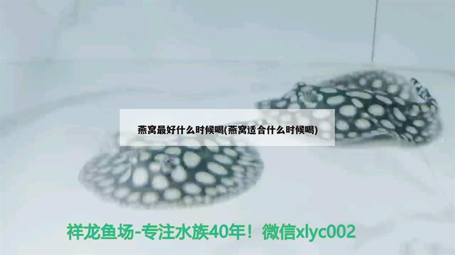 虎魚跟龍魚打架怎么辦視頻（虎魚打龍魚會和解么）