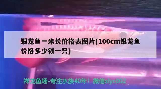 銀龍魚一米長價格表圖片(100cm銀龍魚價格多少錢一只)