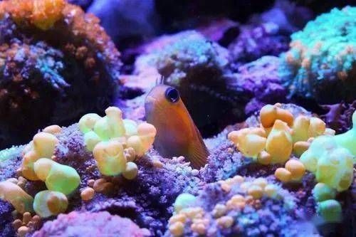 紅海魚(yú)缸養(yǎng)魚(yú)指南：紅海魚(yú)缸養(yǎng)魚(yú)指南，您可以成功地養(yǎng)魚(yú)：復(fù)古魚(yú)缸的魅力