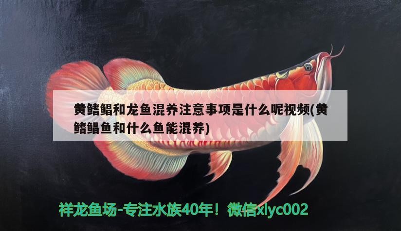 虎魚與龍魚混養(yǎng)的注意事項（龍魚鳳魚虎魚可以混養(yǎng)嗎）