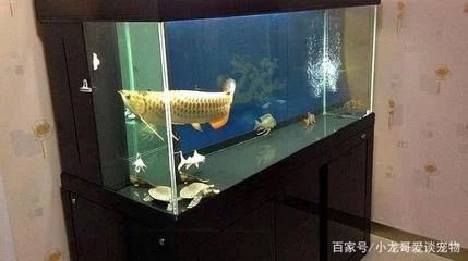 龍魚的魚缸多大可以養魚