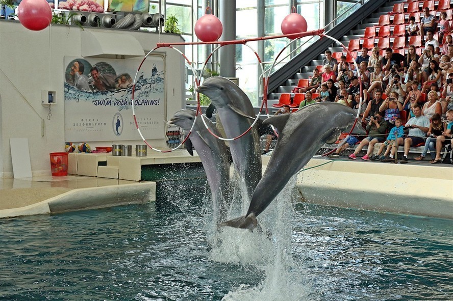 非洲虎魚的天敵（非洲虎魚捕食）