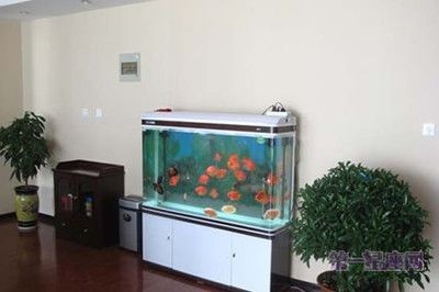 辦公室風水魚缸的布局指南辦公室風水魚缸的布局：養幾條風水魚缸好
