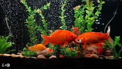 辦公室風水魚缸的布局指南辦公室風水魚缸的布局：養幾條風水魚缸好