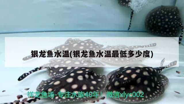銀龍魚水溫(銀龍魚水溫最低多少度)