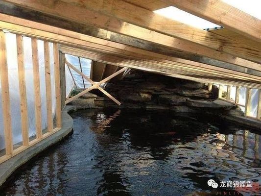 銀龍魚又叫什么名字（銀龍魚又叫什么名字呢）