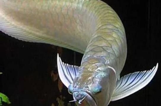 金龍魚和銀龍魚混養
