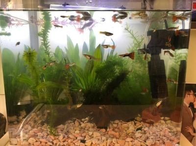 魚缸水發白怎么處理：換完水后魚缸水發白是一種常見現象