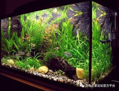 海城地區(qū)多條二手魚缸的出售轉(zhuǎn)讓信息：二手魚缸交易安全指南