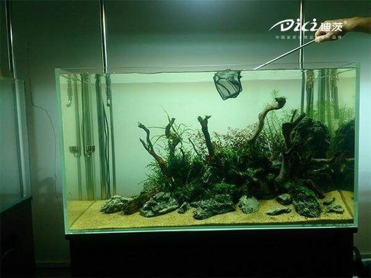 煙臺市刺猬水族店（煙臺市刺猬水族店地址）