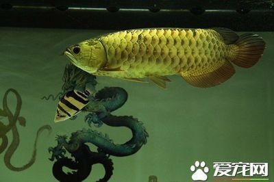 混養龍魚的注意事項和注意事項（混養龍魚是一項需要謹慎考慮的作用，混養龍魚的作用）