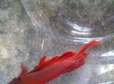 龍魚身上長白毛能為食嗎，（龍魚身上長白毛是否能為食主要取決于白毛的原因和性質）