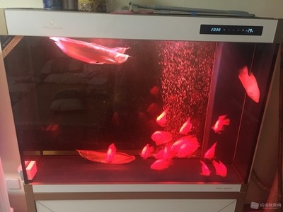 金龍魚銀龍魚紅龍魚哪個最貴呢（金龍魚銀龍魚紅龍魚哪個最貴呢）