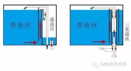底濾魚缸維護與保養指南：底濾魚缸的保養與保養指南