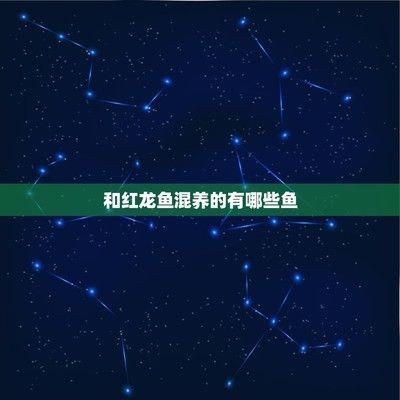 紅龍魚混養(yǎng)食物搭配，紅龍魚混養(yǎng)食物搭配建議紅龍魚混養(yǎng)食物搭配需謹(jǐn)慎