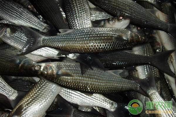 四紋虎魚疾病預防與治療，四紋虎魚疾病的預防與治療