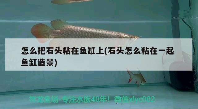 怎么把石頭粘在魚缸上(石頭怎么粘在一起魚缸造景)