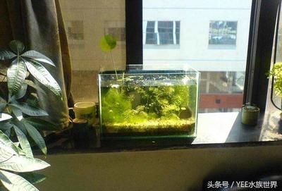 色彩斑斕的觀賞魚有哪些？：冷水觀賞魚，色彩繽紛的觀賞魚，色彩繽紛，