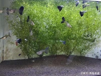 色彩斑斕的觀賞魚有哪些？：冷水觀賞魚，色彩繽紛的觀賞魚，色彩繽紛，