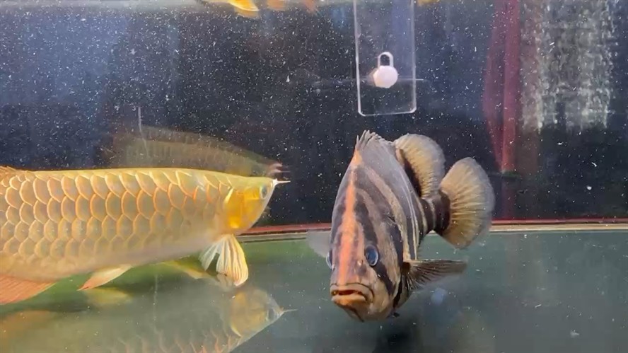 虎魚長大了看看可以不？