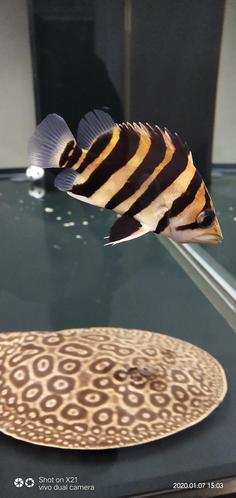 虎魚多久換水長的快 虎魚多久換水長的快 虎魚百科 第1張